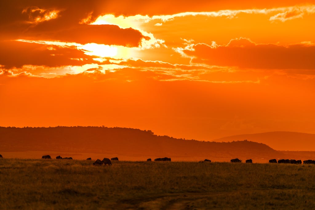 Amazing scenery of animals herd grazing in African savanna against bright picturesque sunset sky